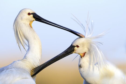 Spoonbills Spoonbills (Platalea leucorodia) preening each other, portrait, decorative feathers in the wind, Kiskunsag National Park, Hungary
