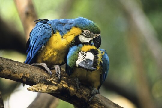 Blue-and-yellow Macaws (Ara ararauna), pair grooming, South America