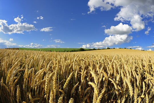 Wheat field under blue sky with cumulus clouds, Saalekreis, Saxony-Anhalt, Germany