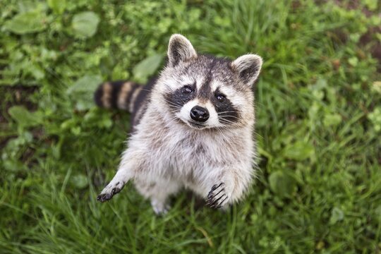 Raccoon (Procyon lotor), captive, Saarland, Germany