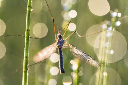 Cabbage snake (Tipula) on horsetail with dew drops against the light, Bavaria, Germany