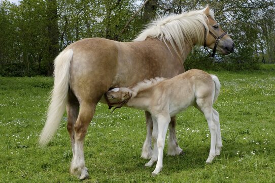 Haflinger mare with eleven-day-old foal out at feed, foal is suggling