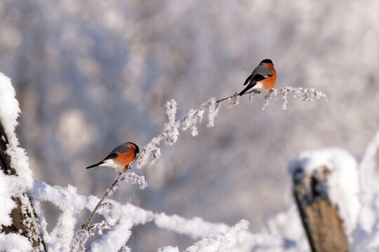 Eurasian Bullfinch (Pyrrhula pyrrhula), Schlitters, Tyrol, Austria, Europe