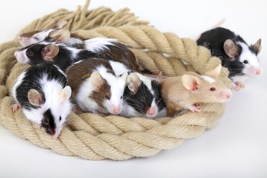 Different coloured Fancy Mice snuggling together, a domesticated form of the House Mouse (Mus musculus)