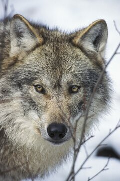 European wolf (Canis lupus) in winter, Scandinavia, Europe