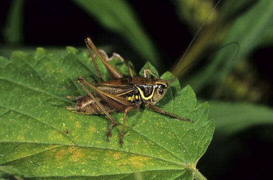 Roesel's Bush-Cricket (Metrioptera roeseli), male