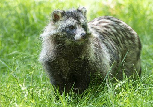 Raccoon dog (Nyctereutes procyonoides) standing in a meadow, captive, Hesse, Germany