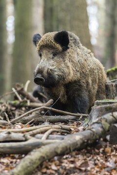 Wild boar, also wild swine or Eurasian wild pig (Sus scrofa), male during rutting season, Volcanic Eifel, Rhineland-Palatinate, Germany