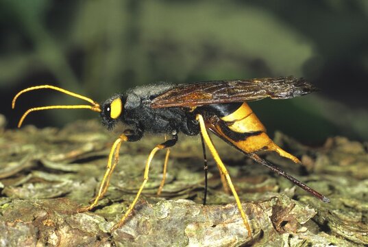 Giant horntail (Urocerus gigas)