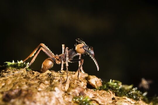 Army Ant, major (Eciton burchellii), rainforest of La Selva, Costa Rica, Central America