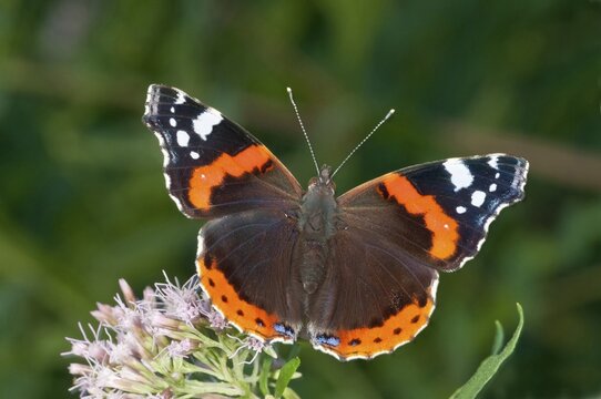 Red Admiral (Vanessa atalanta) in search of nectar on Common Boneset, Agueweed or Feverwort (Eupatorium), Baden-W&uuml;rttemberg, Germany