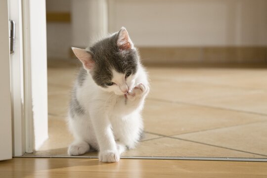 Kitten licking its paw