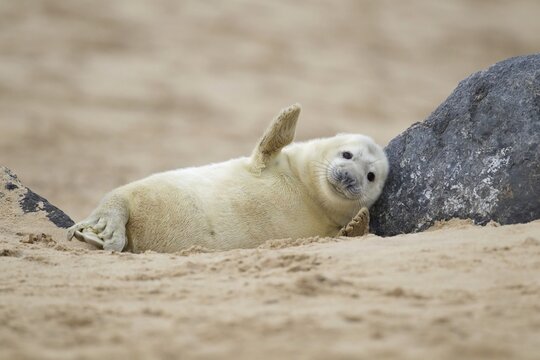Grey seal (Halichoerus grypus), pup on a sandy beach, Norfolk, UK