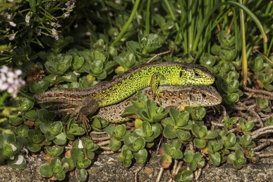 Sand lizard (Lacerta agilis), animal pair, mating, Baden-W&uuml;rttemberg, Germany