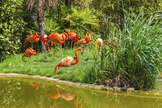 American flamingos (Phoenicopterus ruber) Zoo, captive, Sch&ouml;nbrunn, Vienna, Austria