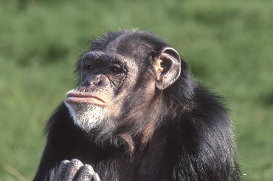 Chimp chimpanzee Pan troglodytes