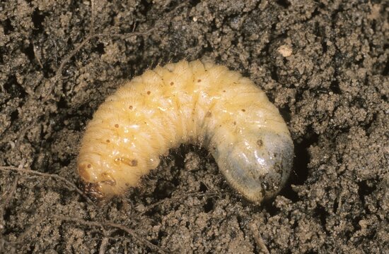 Summer chafer (Amphimallon solstitiale), larva