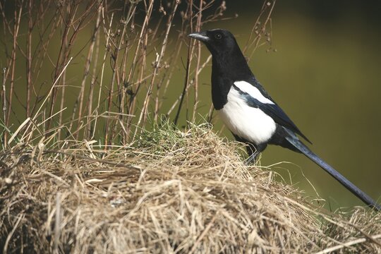 European Magpie (Pica pica) searching for food