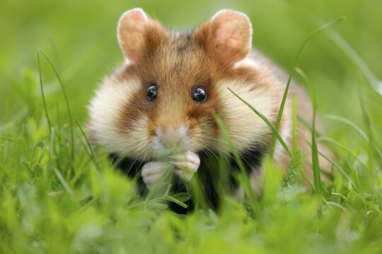 European hamster (Cricetus cricetus) in a meadow, wildlife, Austria