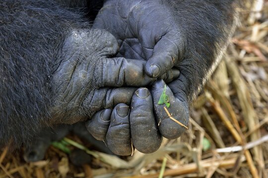Western Lowland Gorilla (Gorilla gorilla gorilla), hands, male, Silverback, captive, South-West Region, Cameroon