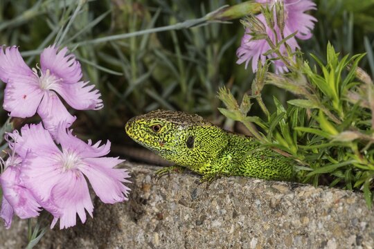 Sand lizard (Lacerta agilis), male on wall between Cheddar pinks, Baden-W&uuml;rttemberg, Germany