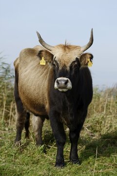 Heck cattle (Bos primigenius f. taurus), North Rhine-Westphalia, Germany