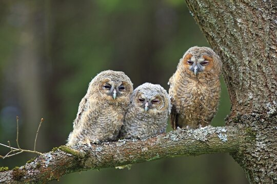Three young Tawny Owls or Brown Owls (Strix aluco) perched on a tree, Westerwald, Solms, Lahn-Dill Kreis, Hesse, Germany