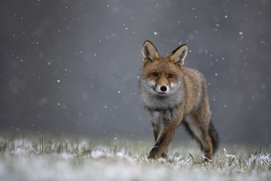Red fox (Vulpes vulpes) during snowfall, Eifel, Rhineland-Palatinate, Germany