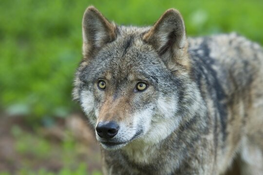 Gray wolf (Canis lupus), animal portrait, captive, Germany