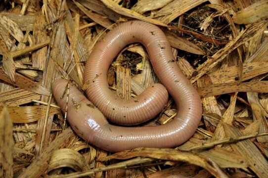 Giant Earthworm (Lumbricidae) at the foot of the Gahinga Volcano, Parc National des Volcans, Volcanoes National Park, Rwanda, Africa