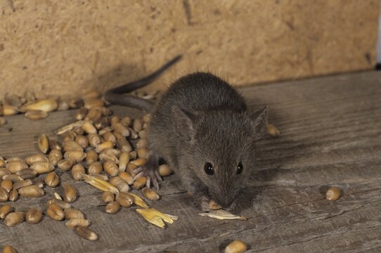 House Mouse (Mus domesticus)