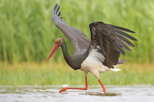 Black stork (Ciconia nigra) hunts fish in the pond, Dessau, Saxony Anhalt, Germany