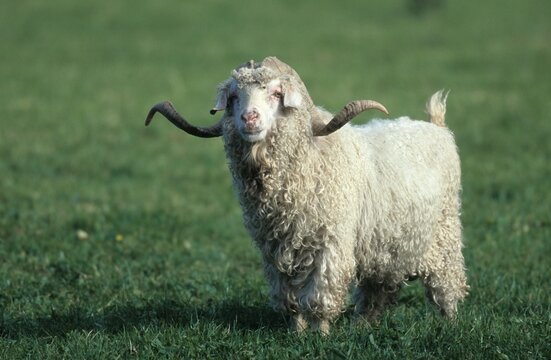 Mohair or Angora Goat