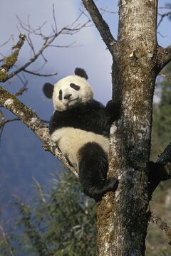Great Panda (Ailuropoda melanoleuca) climbing tree, Wolong Valley, Himalayas, China, Asia