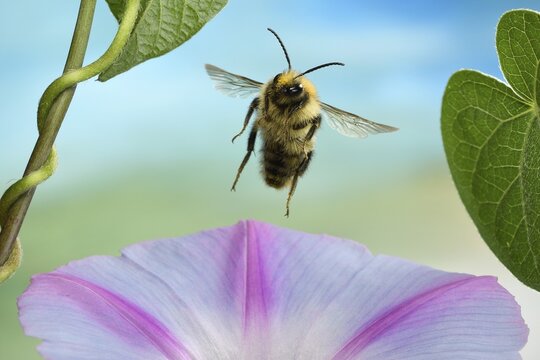 Common Carder-bee (Bombus pascuorum), in flight, on Morning glory (Ipomoea), Germany