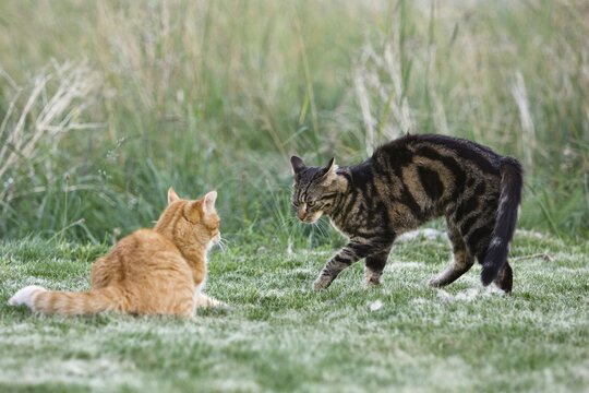 Two domestic cats (Felis catus), one arching its back