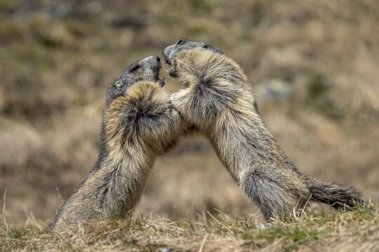 Marmots (Marmota marmota), fighting, Franz-Josefs H&ouml;he, Hohe Tauern National Park, Carinthia, Austria