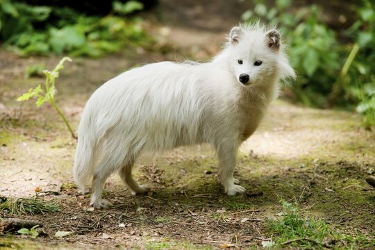 Raccoon Dog or Mangut (Nyctereutes procyonoides), white colour form, captive, Lower Saxony, Germany