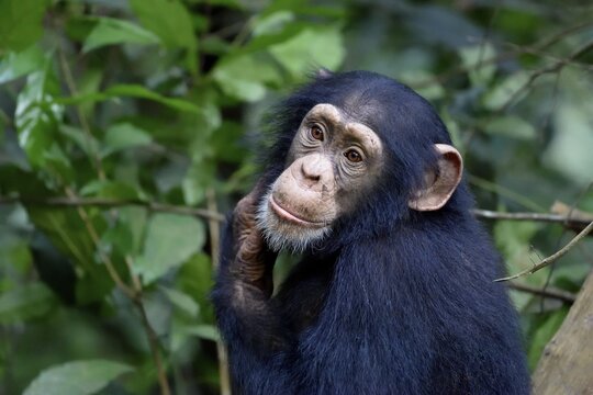 West African chimpanzee (Pan troglodytes verus) in the rainforest, young animal, animal portrait, Bossou, Nz&eacute;r&eacute;kor&eacute; region, Republic of Guinea, West Africa
