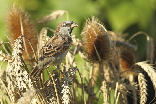 House sparrow ( Passer domesticus) Males foraging in wheat field, Allg&auml;u, Bavaria, Germany
