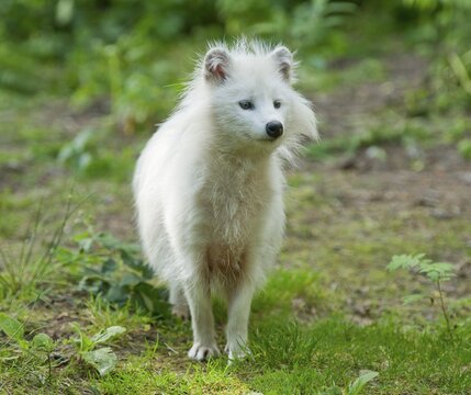 Raccoon dog (Nyctereutes procyonoides), white morph, captive, Lower Saxony, Germany