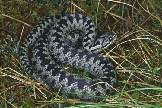 Vipera berus, male shortly after casting its skin