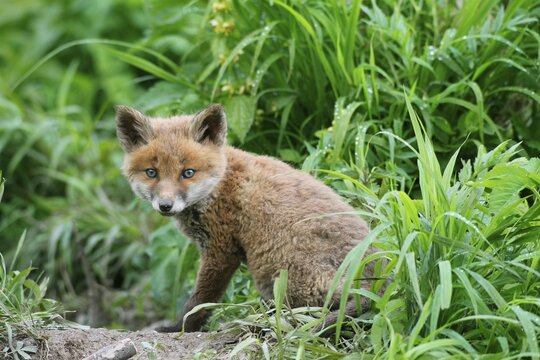 Red Fox (Vulpes vulpes), fox pup, circa 7 weeks, outside the den, Allg&auml;u, Bavaria, Germany