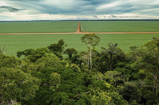 Giant soy fields, Sinop, Mato Grosso, Brazil