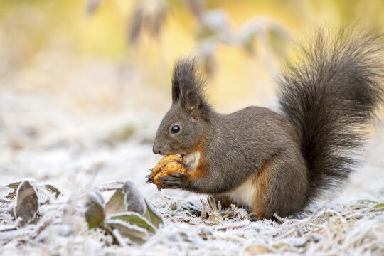 Eurasian red squirrel (Sciurus vulgaris), sits on the ground and eats walnut, hoarfrost, Tyrol, Austria