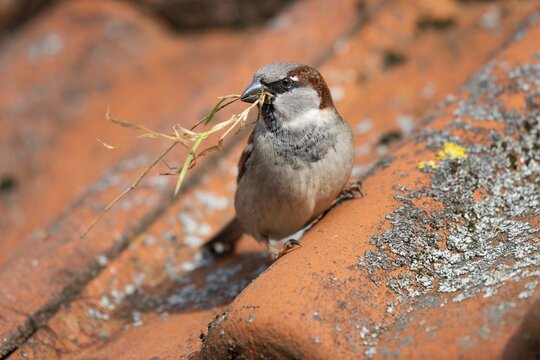 House sparrow (Passer domesticus), male with nesting material in his beak, Thuringia, Germany