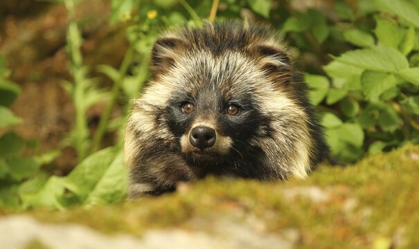 Raccoon dog (Nyctereutes procyonoides) portrait, Mecklenburg, Germany