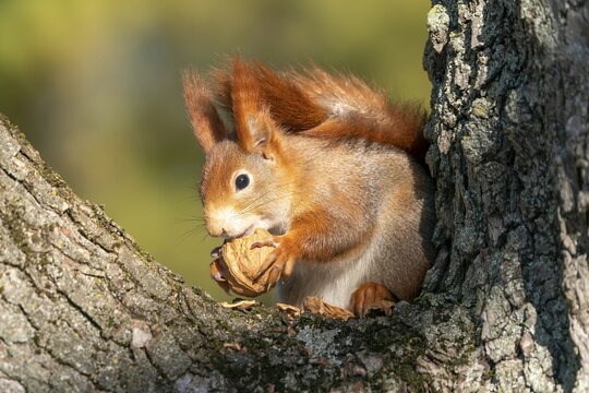 Squirrel (Sciurus vulgaris) foraging, wildlife, Germany