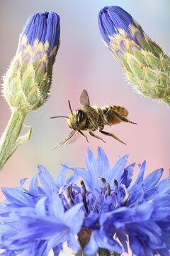 Patchwork leafcutter bee (Megachile centuncularis) in flight at the flower of a Cornflower (Cyanus segetum), Germany