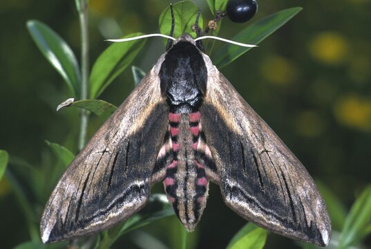 Privet Hawk-moth (Sphinx ligustri)